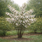 Okrasná jabloň (Malus) ´RED SENTINEL´ - výška 125-150 cm, kont. C15L - VIACKMENNÁ